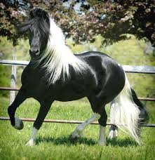 Epingle Par Lea Erual Sur Chevaux Noirs Ou Chocolat Et Criniere Blanche Photos De Chevaux Chevaux Sauvages Animaux