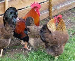 Welsumer Chickens Chickens Backyard Backyard Flocks Chicken Breeds