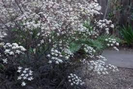 Image result for Apiaceae