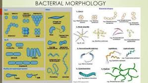 bacterial identification