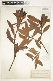 Image result for Myrica pilulifera