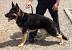 Black And Brown German Shepherd Puppies