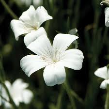 Image result for Agrostemma