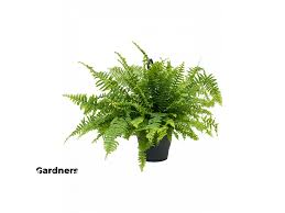 Image result for ledviník