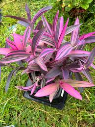 Image result for Melhania forbesii