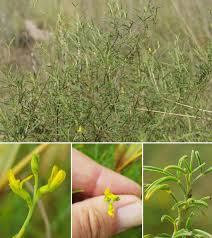 Image result for Melolobium