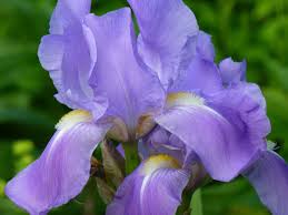Free Image On Pixabay Lily Iris Flower Purple Plant Purple Plants Flowers Iris Flowers