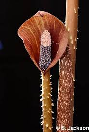 Image result for Anchomanes