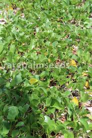 Image result for Ipomoea pes-caprae