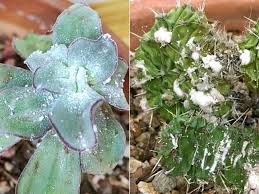 This is the cactus with white spots and a large brown spot of fluid oozing from one point on its body the white spots are new on the one in the first picture, but the one in the second picture has had fuzz at the top for a long time and i'm not sure if it's due to the same causes. How To Control Mealybugs On Your Succulents World Of Succulents Mealy Bugs Succulents Jade Plants