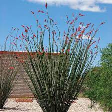 Size of pot affects how often to water a cactus. Ocotillo