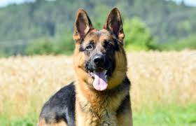 Check spelling or type a new query. German Shepherd Breeder Haus Amberg Shepherds About Us German Shepherd Breeder Puppies For Sale Haus Amberg Shepherds
