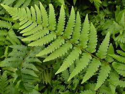Image result for Dryopteris