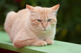 In most of the cases the bone marrow cancer does not show any pain is considered as the common symptom of this cancer. Myeloproliferative Disorders In Cats Symptoms Causes Diagnosis Treatment Recovery Management Cost
