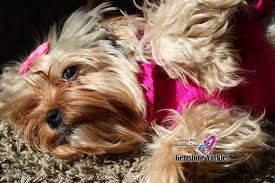 Yorkies are the smallest breed of dog available today, for as little as they are, they possess a vast number of traits. About Yorkshire Terriers Gemstone Yorkies Boutique Exotic Rare Yorkies Merle Yorkies Breeder California Teacup Yorkie Puppies For Sale Colorful Yorkie Puppies Gold Blonde Yorkies Black Chocolate Blue Eyed Merle Yorkies White Yorkie Rare Colors Parti