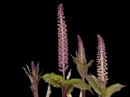 Image result for Malaxis