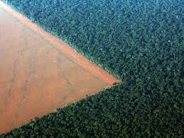 The 10 Most Important Things In The World Right Now Pictures Of The Week Deforestation Amazon Rainforest