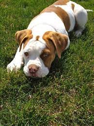Layla The American Bulldog Dailypuppy American Bulldog Puppies Dog Breeds American Bulldog