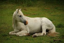 The horse will bolt if you fail to tame it, and it can be hard to find again. Royalty Free Arabian Horse Photos Free Download Pxfuel