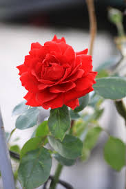 The pnghost database contains over 22 million free to download transparent png images. Rose Red Flower Flowers Nature Flower Tree Outdoor Red Flora Summer Flower Pxfuel
