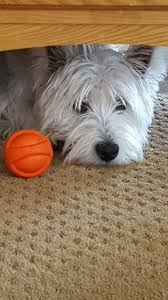 They are current on all shots, pot. Casper Westie Terrier Westies West Highland Terrier