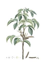 Image result for Cyamopsis