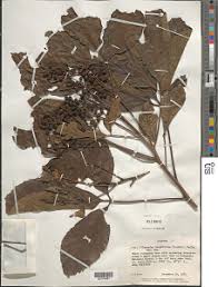 Image result for Allophylus abyssinicus