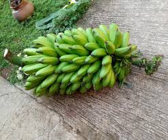 Image result for matooke