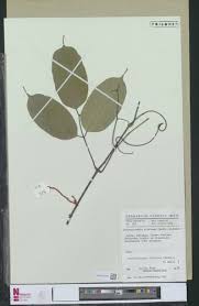 Image result for Orthopichonia cirrhosa