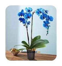Seramik Saksida 2 Dalli Bol Cicekleri Bulunan Mavi Orkide Cicegi Mavi Orkide Orkideler Cicek