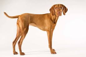Any time the supply is low and the demand is high; Vizsla Dog Breed Information And Pictures Petguide