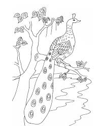 2:03 drawingeek 7 696 254 просмотра. Free Printable Peacock Coloring Pages For Kids