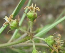 Image result for Apocynaceae subfamilies Asclepiadoideae and Secamonoideae