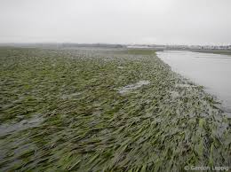 Image result for Zostera capensis