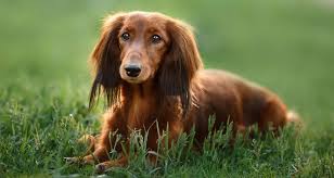 Enter your email address to receive alerts when we have new listings available for long haired dachshund puppies for sale. Dachshund Breeders Australia Dachshund Info Puppies