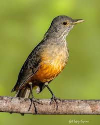 Image result for Lagenaria rufa