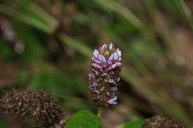 Image result for Uraria