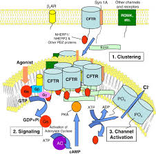 Zurück zum zitat strong tv, boehm k, collins fs. Macromolecular Complexes Of Cystic Fibrosis Transmembrane Conductance Regulator And Its Interacting Partners Sciencedirect