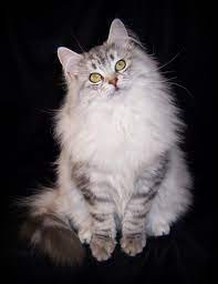 Cat rescue / cat shelters. Siberian Cat Cat Breeders New York Kittysites Com