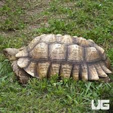 Image result for Grewia sulcata