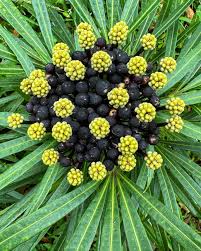 Image result for Xymalos monospora