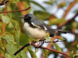 Black Birds In Michigan Black Throated Blue Warbler In The Upper Peninsula Of Michigan Photo By Joan Labissoniere Wiitanen Nature Birds Birds Butterflies Birds