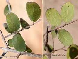 Image result for Combretum hereroense