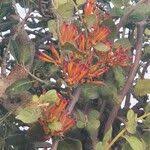 Image result for Phragmanthera