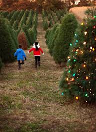 Maybe you would like to learn more about one of these? Pick Or Cut Your Own Christmas Tree Eckert S