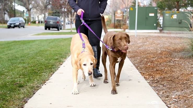 Resultado de imagen para walking leash dogs"