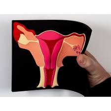 Female Anatomy Flip Charts With Uterus Model