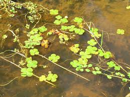 Image result for Marsilea nubica