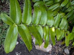 Image result for Calyptrochilum
