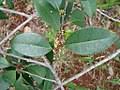 Image result for Englerophytum rwandense